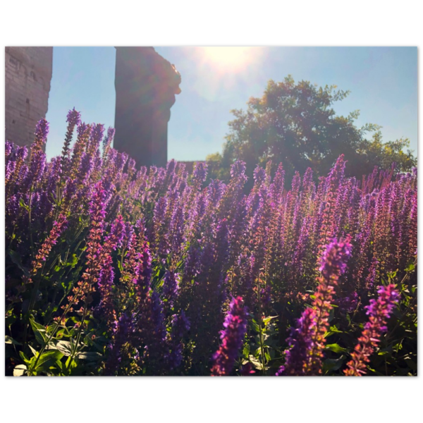 Blommor badar i sommarsolen