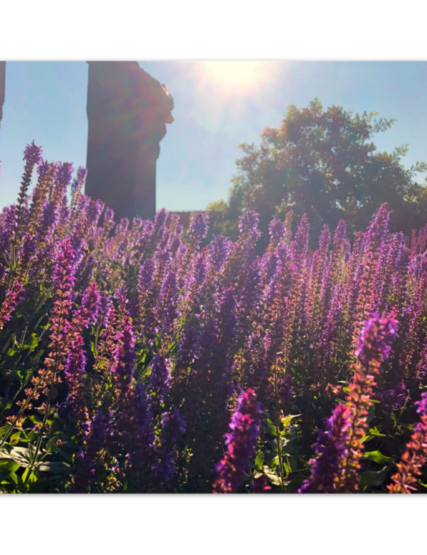 Blommor badar i sommarsolen